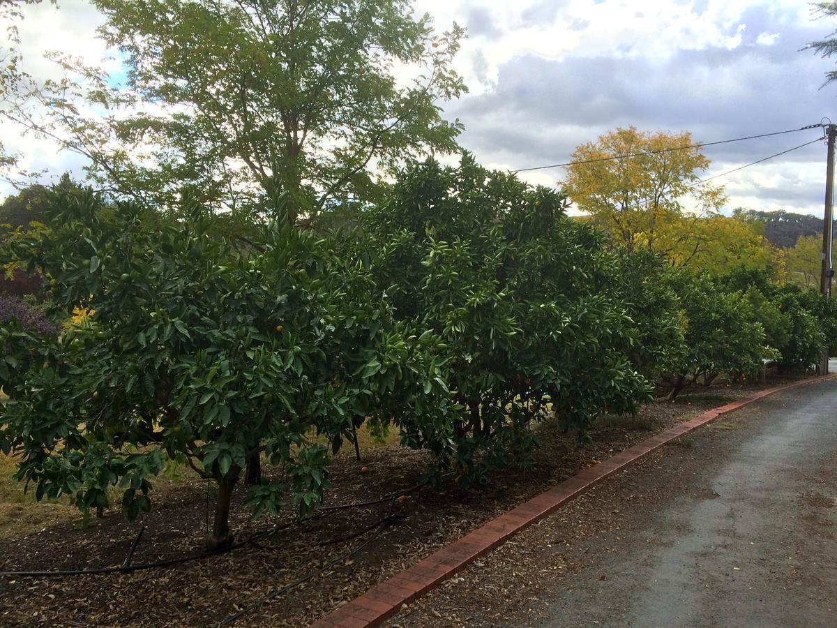 Vineyard Cottage Bnb Gumeracha Extérieur photo